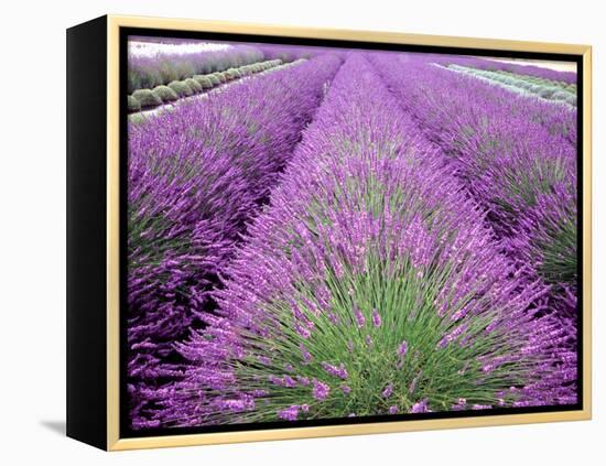 Lavender Field, Sequim, Washington, USA-Janell Davidson-Framed Premier Image Canvas