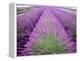 Lavender Field, Sequim, Washington, USA-Janell Davidson-Framed Premier Image Canvas