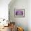 Lavender Field, Sequim, Washington, USA-Janell Davidson-Framed Photographic Print displayed on a wall