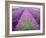 Lavender Field, Sequim, Washington, USA-Janell Davidson-Framed Photographic Print