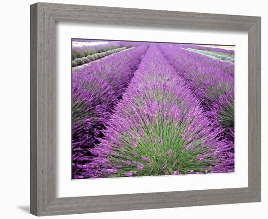 Lavender Field, Sequim, Washington, USA-Janell Davidson-Framed Photographic Print