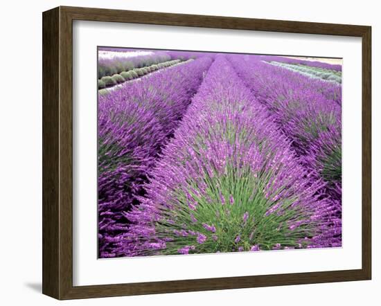 Lavender Field, Sequim, Washington, USA-Janell Davidson-Framed Photographic Print