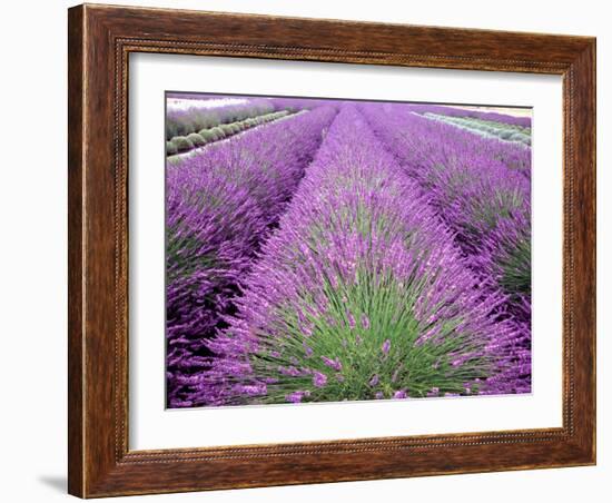 Lavender Field, Sequim, Washington, USA-Janell Davidson-Framed Photographic Print