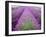 Lavender Field, Sequim, Washington, USA-Janell Davidson-Framed Photographic Print