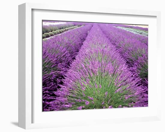 Lavender Field, Sequim, Washington, USA-Janell Davidson-Framed Photographic Print