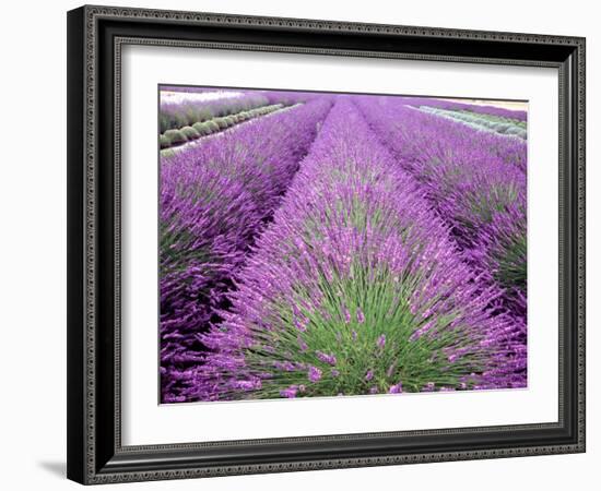 Lavender Field, Sequim, Washington, USA-Janell Davidson-Framed Photographic Print