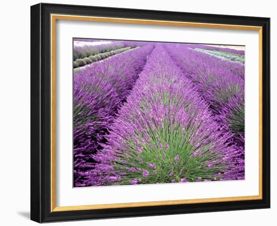 Lavender Field, Sequim, Washington, USA-Janell Davidson-Framed Photographic Print