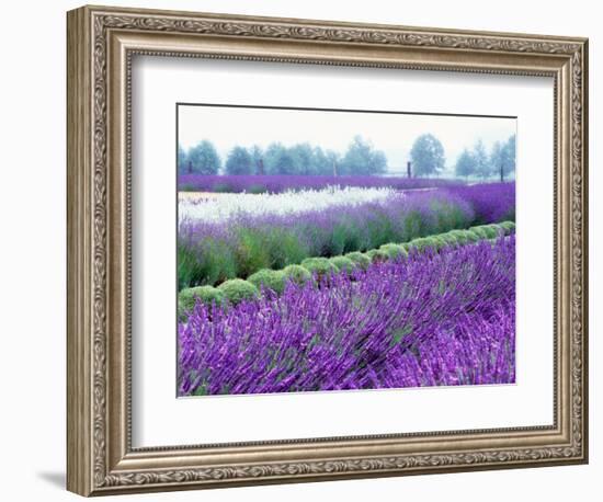 Lavender Field, Sequim, Washington, USA-Janell Davidson-Framed Photographic Print