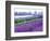 Lavender Field, Sequim, Washington, USA-Janell Davidson-Framed Photographic Print