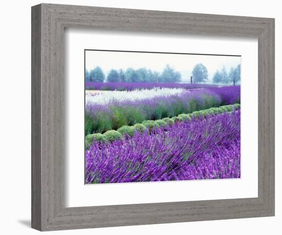 Lavender Field, Sequim, Washington, USA-Janell Davidson-Framed Photographic Print