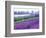 Lavender Field, Sequim, Washington, USA-Janell Davidson-Framed Photographic Print