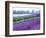 Lavender Field, Sequim, Washington, USA-Janell Davidson-Framed Photographic Print