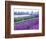 Lavender Field, Sequim, Washington, USA-Janell Davidson-Framed Photographic Print