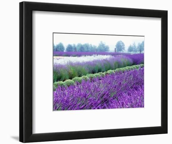 Lavender Field, Sequim, Washington, USA-Janell Davidson-Framed Photographic Print