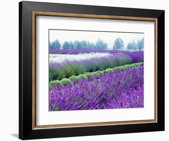 Lavender Field, Sequim, Washington, USA-Janell Davidson-Framed Photographic Print