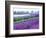 Lavender Field, Sequim, Washington, USA-Janell Davidson-Framed Photographic Print