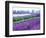 Lavender Field, Sequim, Washington, USA-Janell Davidson-Framed Photographic Print