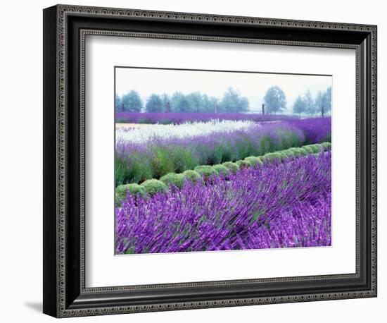 Lavender Field, Sequim, Washington, USA-Janell Davidson-Framed Photographic Print