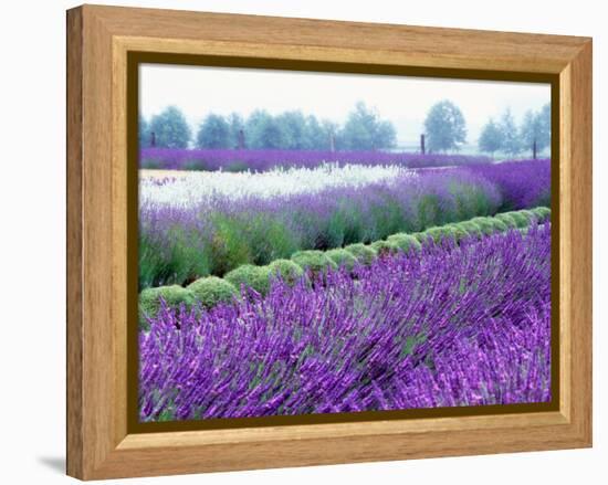 Lavender Field, Sequim, Washington, USA-Janell Davidson-Framed Premier Image Canvas