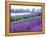 Lavender Field, Sequim, Washington, USA-Janell Davidson-Framed Premier Image Canvas