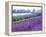 Lavender Field, Sequim, Washington, USA-Janell Davidson-Framed Premier Image Canvas