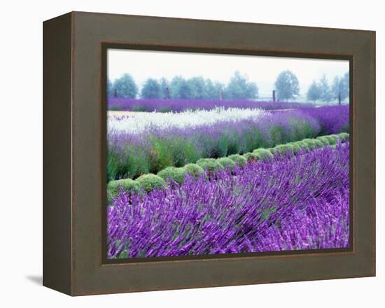 Lavender Field, Sequim, Washington, USA-Janell Davidson-Framed Premier Image Canvas