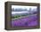 Lavender Field, Sequim, Washington, USA-Janell Davidson-Framed Premier Image Canvas