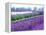 Lavender Field, Sequim, Washington, USA-Janell Davidson-Framed Premier Image Canvas