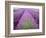 Lavender Field, Sequim, Washington, USA-Janell Davidson-Framed Photographic Print