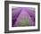 Lavender Field, Sequim, Washington, USA-Janell Davidson-Framed Photographic Print