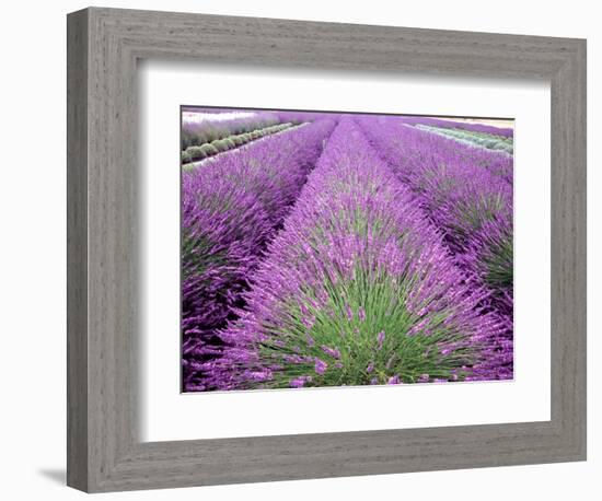 Lavender Field, Sequim, Washington, USA-Janell Davidson-Framed Photographic Print