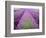 Lavender Field, Sequim, Washington, USA-Janell Davidson-Framed Photographic Print