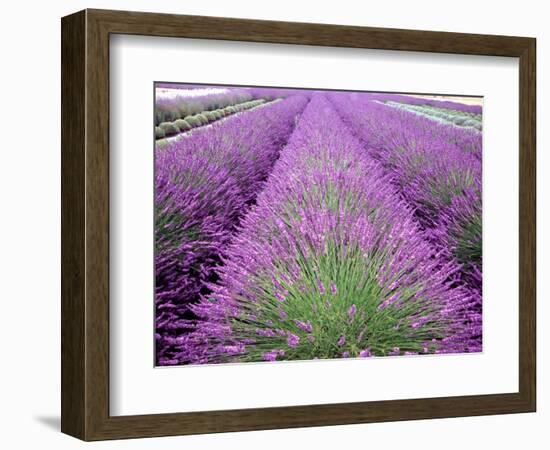 Lavender Field, Sequim, Washington, USA-Janell Davidson-Framed Photographic Print