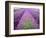 Lavender Field, Sequim, Washington, USA-Janell Davidson-Framed Photographic Print