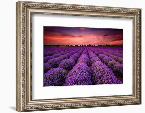 Lavender Field Sunset Provence-null-Framed Art Print