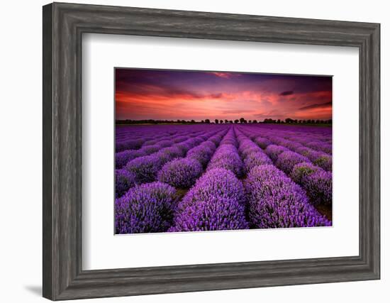 Lavender Field Sunset Provence-null-Framed Art Print