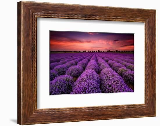 Lavender Field Sunset Provence-null-Framed Art Print