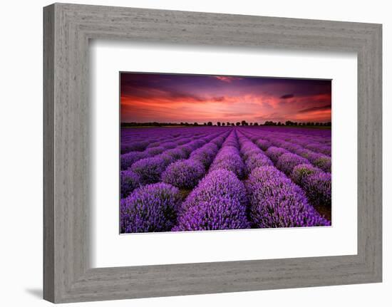 Lavender Field Sunset Provence-null-Framed Art Print