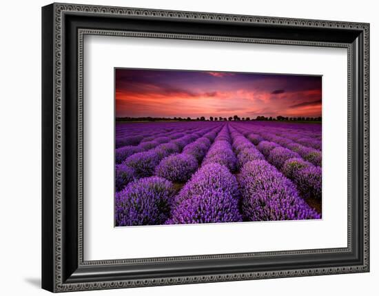 Lavender Field Sunset Provence-null-Framed Art Print