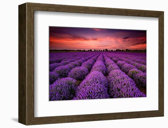 Lavender Field Sunset Provence-null-Framed Art Print