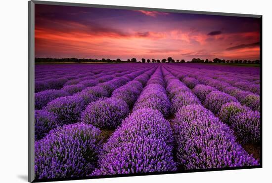 Lavender Field Sunset Provence-null-Mounted Art Print