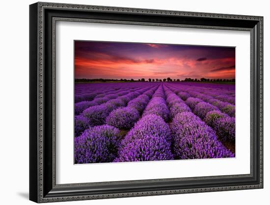 Lavender Field Sunset Provence-null-Framed Art Print