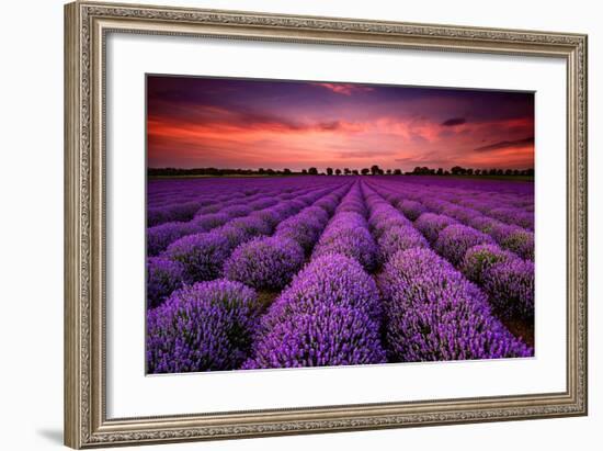 Lavender Field Sunset Provence-null-Framed Art Print