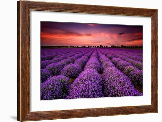 Lavender Field Sunset Provence-null-Framed Art Print