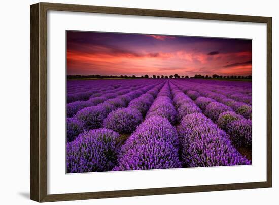 Lavender Field Sunset Provence-null-Framed Art Print