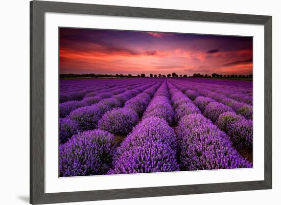 Lavender Field Sunset Provence-null-Framed Art Print