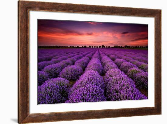 Lavender Field Sunset Provence-null-Framed Art Print