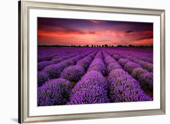 Lavender Field Sunset Provence-null-Framed Art Print