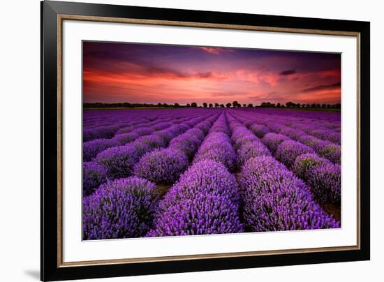 Lavender Field Sunset Provence-null-Framed Art Print