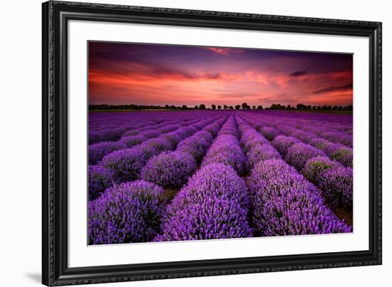 Lavender Field Sunset Provence-null-Framed Art Print